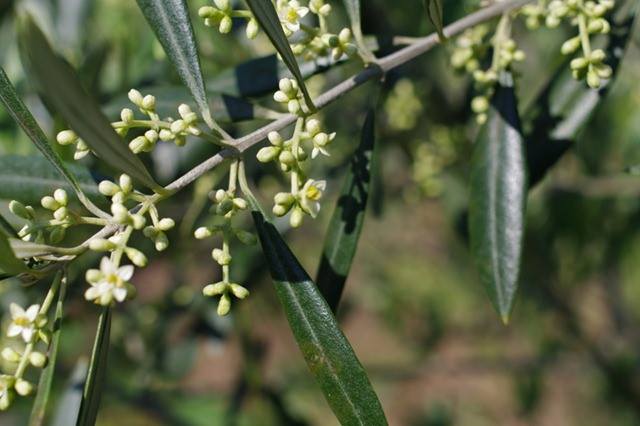 ქართული ზეთისხილის განვითარების პერსპექტივა