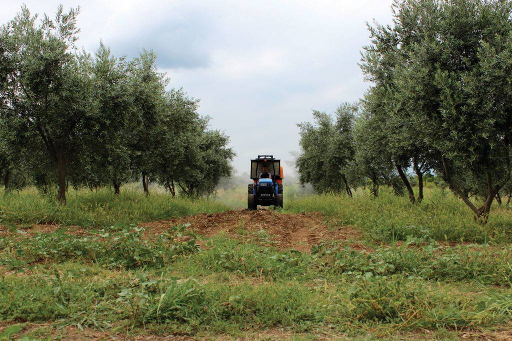 პირველი ქართული ზეთისხილის ბაღი