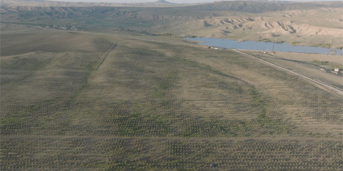 ინოვაცია ქართულ აგრარულ სექტორში - თანამედროვე მიდგომები "სვანიძის ზეთისხილის" ბაღში