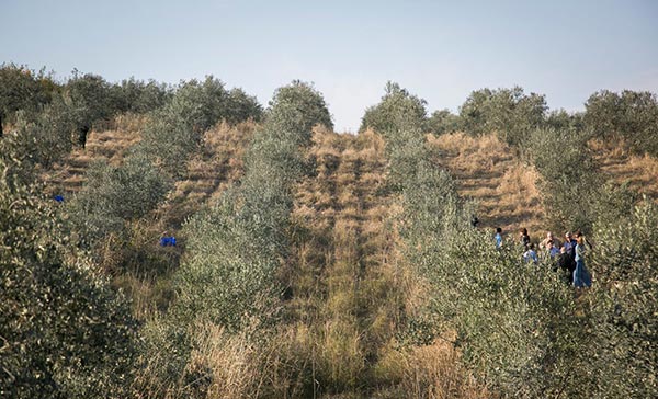 ქართული ზეთისხილის ისტორია